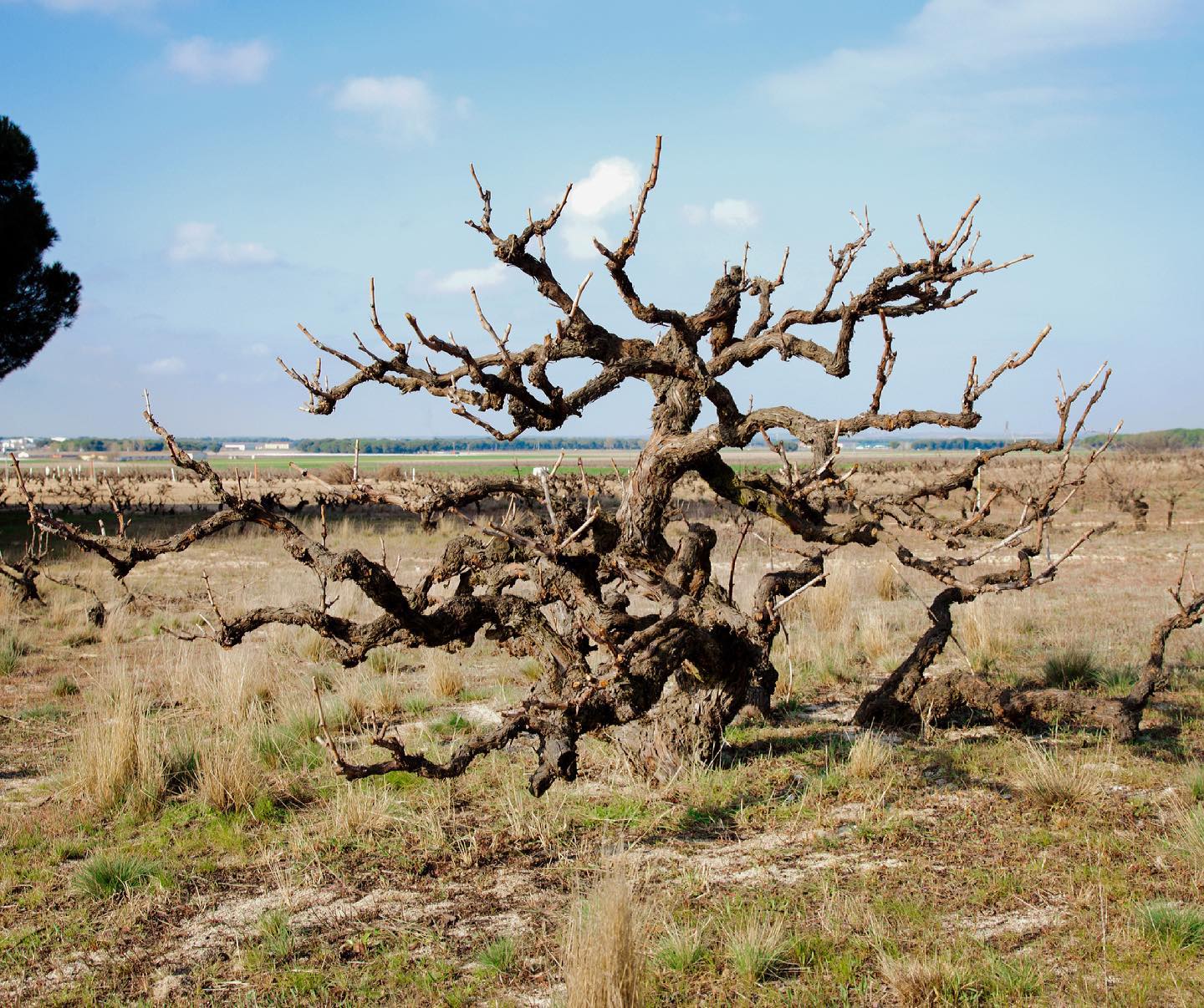 oude pre-phyloxerastokken van het domein Vinos Murilllo